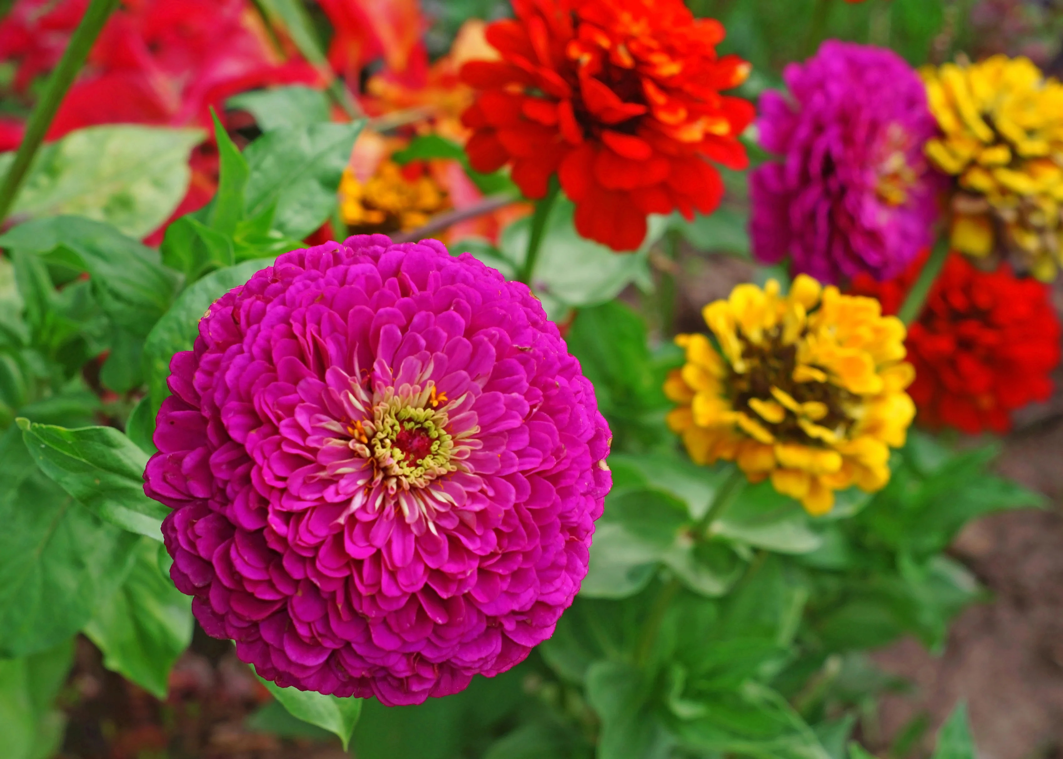 Lilliput Zinnia